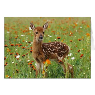 Cute Deer Cards