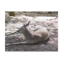 Cute deer post cards