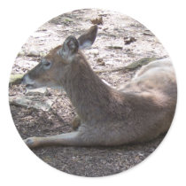 Cute deer stickers