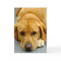 Cute Dog cards
