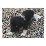 Cute Dog Greeting Card - Adorable Cock-A-Poo Mix
