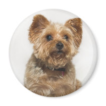 Cute Dog Magnet