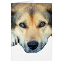 Cute dog on any color background greeting card