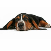 cute dog