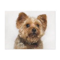 Cute Dog Postcard