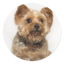 Cute Dog Stickers