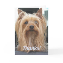 Cute Doggie Thank You Card by CarolsCamera Cute Doggie Thank You Card