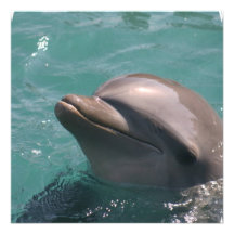 Cute Dolphin Invitations