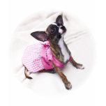 Cute Dressed Up Chihuahua Girl T Shirts