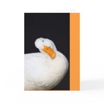 Cute Duck Card