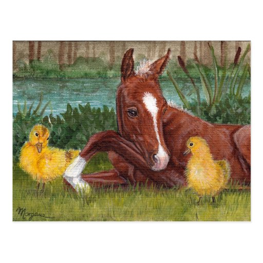 Cute duck chick & foal postcard