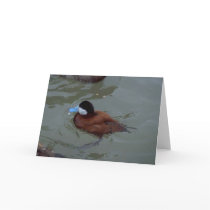 Cute duck in water cards
