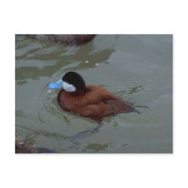 Cute duck in water postcards