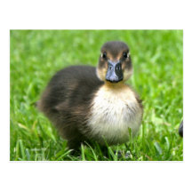 Cute Duckling Postcard