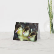Cute Ducklings Note Card card