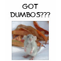 CUTE DUMBO RAT GOT DUMBOS??? t-shirts by AWWWWRATS CUTE DUMBO RAT GOT DUMBOS??? t-shirts