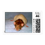 Cute Dumbo rat US postage stamp