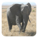 cute elephant square sticker
