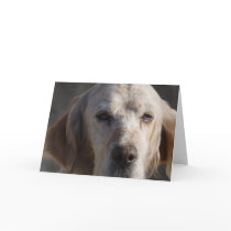 Cute English Setter Greeting Card