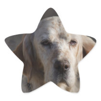 Cute English Setter Stickers