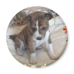 Cute Enough Basenji Pup Magnet