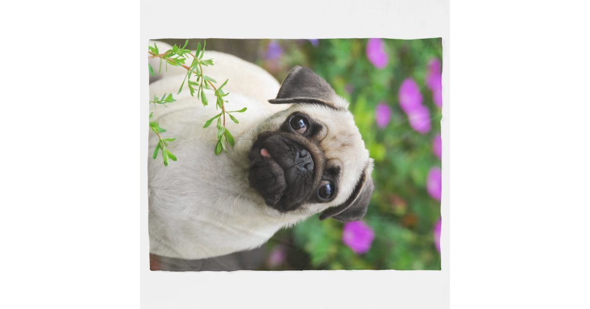 pug plush blanket fawn pug puppy soft fleece blanket zazzle pug plush blanket fawn pug puppy soft fleece blanket zazzle