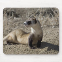 Cute Ferret Lover Tees and Gifts Mousepads