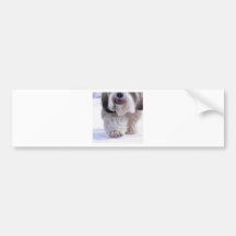 Cute Fluffy Tibetan Terrier Snow Paw Bumper Stickers