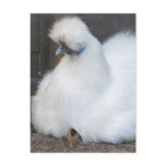 Cute Fluffy White Chicken and Chick postcard