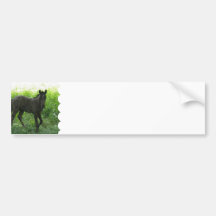 Cute Foal Bumper Stickers