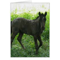 Cute Foal Greeting Cards