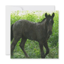 Cute Foal Invitations