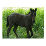 Cute Foal Postcards