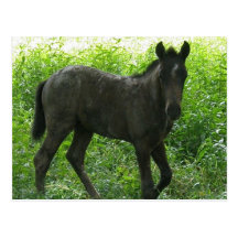 Cute Foal Postcards