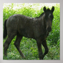 Cute Foal Poster