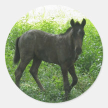 Cute Foal Stickers