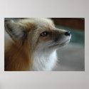Cute Fox Face posters