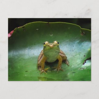 Cute Frog on Lily Pad Postcard