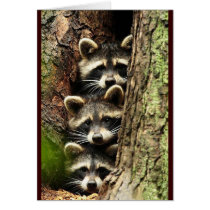 cute_funny_animals_41 Three Raccons Tree trunk Cards