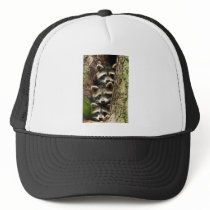 cute_funny_animals_41 Three Raccons Tree trunk Hat