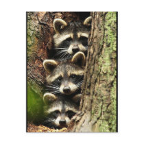 cute_funny_animals_41 Three Raccons Tree trunk Postcard