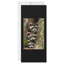 cute_funny_animals_41 Three Raccons Tree trunk Rack Card Template