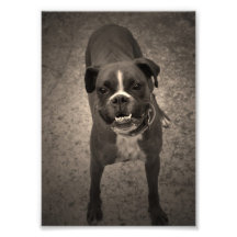 Cute Funny Boxer Dog Photo Print