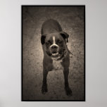 Cute Funny Boxer Dog Poster Cute Funny Boxer Dog Poster