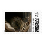 cute furry baby stamps