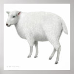 Cute Fuzzy Sheep Print