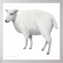 Cute Fuzzy Sheep Print