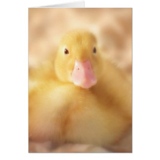 Cute Fuzzy Yellow Baby Duckling Stationery Note Card