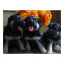 Cute German Shepherd Puppies posters by KELLBELL535 Cute German Shepherd Puppies posters