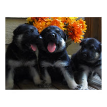 Filhotes de cachorro bonitos do pastor alemão posters by KELLBELL535 Filhotes de cachorro bonitos do pastor alemão posters